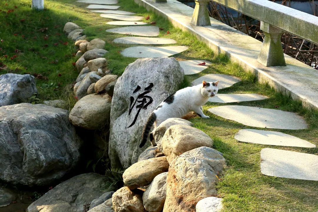 庐山东林寺秋景组图 | 他年净土花开日  记取东林念佛时