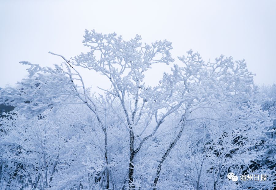 来看美景 | 一场雪，九华山成了水墨画，童话一般……