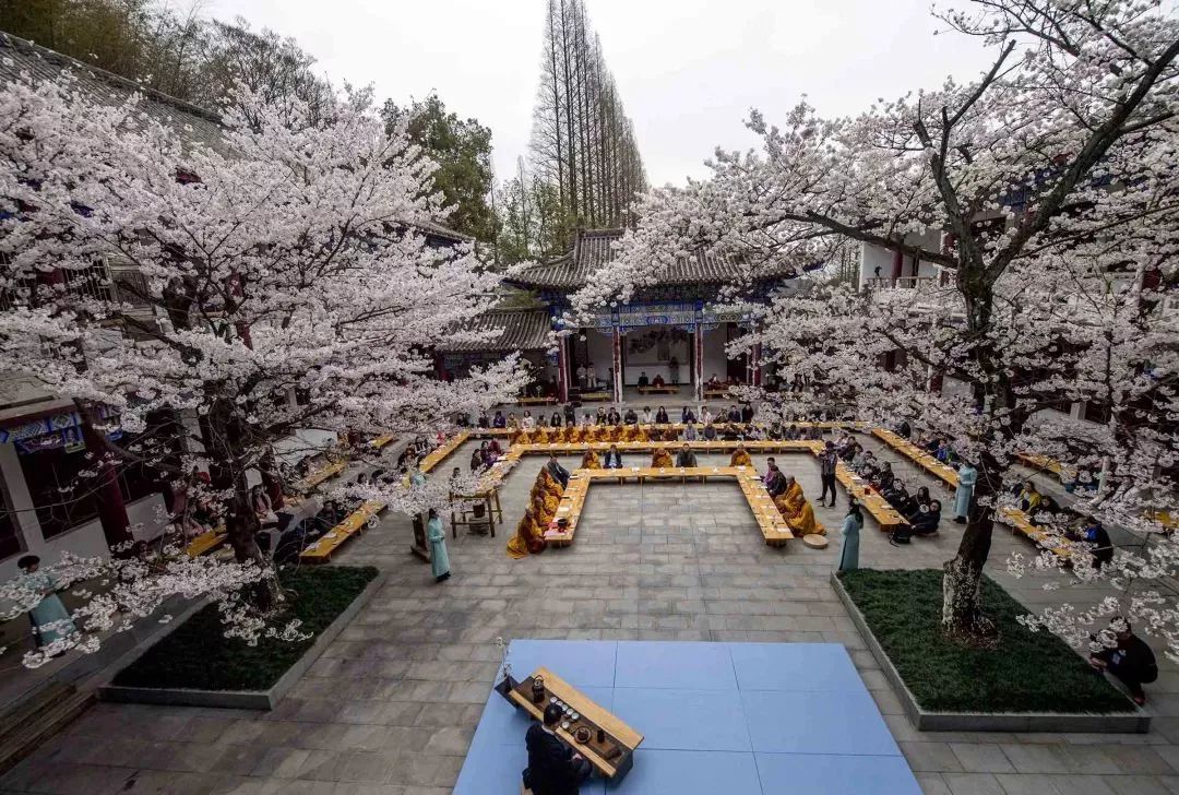 湖北黄梅五祖寺举行第三届樱花茶会 正慈大和尚开示“养性禅中”