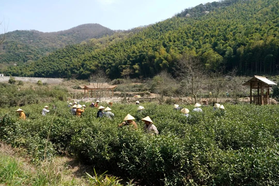 倡现代茶风 天童禅寺举行古天童茶园己亥年“明前茶”开摘及茶供仪式