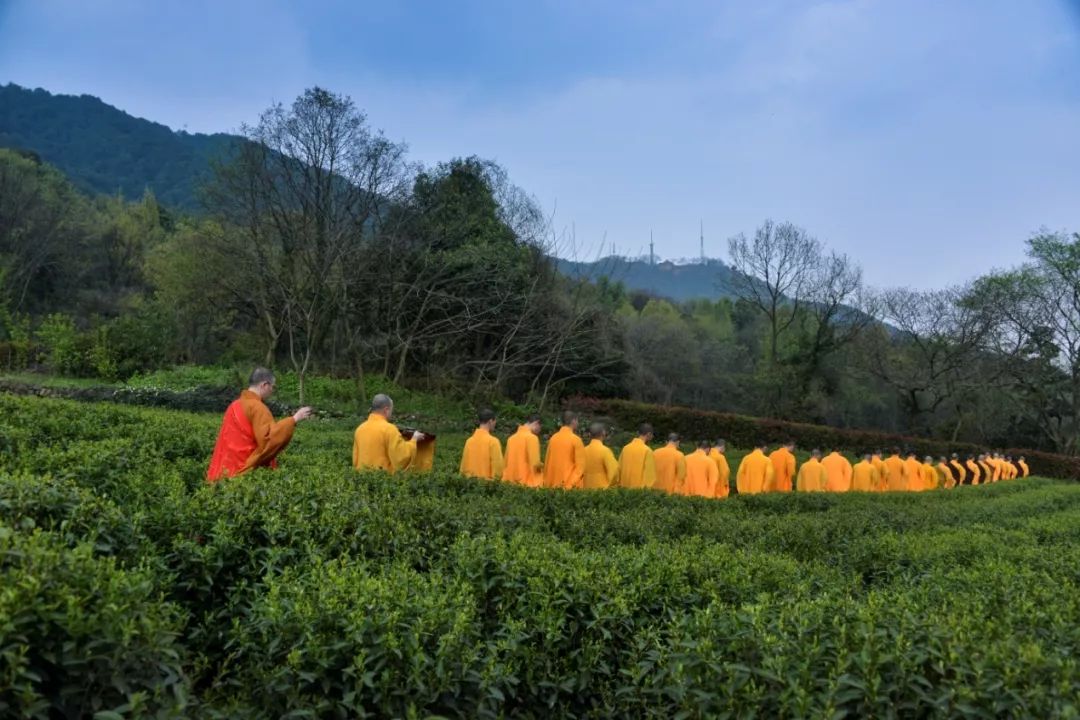 2019杭州法净禅茶开采 法师现场出坡采茶制茶