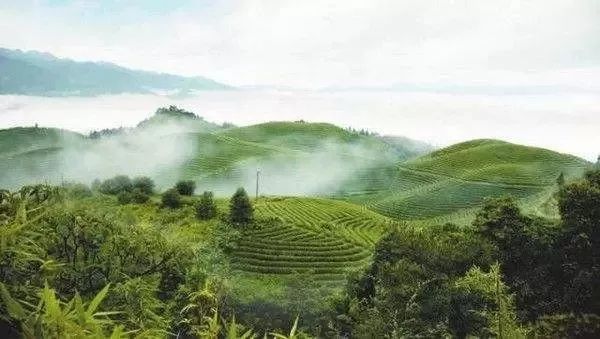 春茶地图丨一壶春茶满城香，这几款新茶带你寻找江南味道