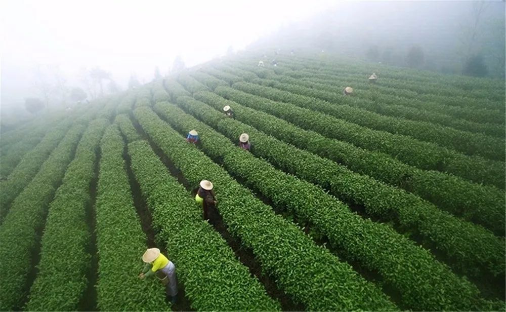 春茶地图丨一壶春茶满城香，这几款新茶带你寻找江南味道