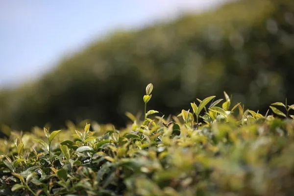 福建丨一个为茶而生的省份！产量最高！名优茶最多！