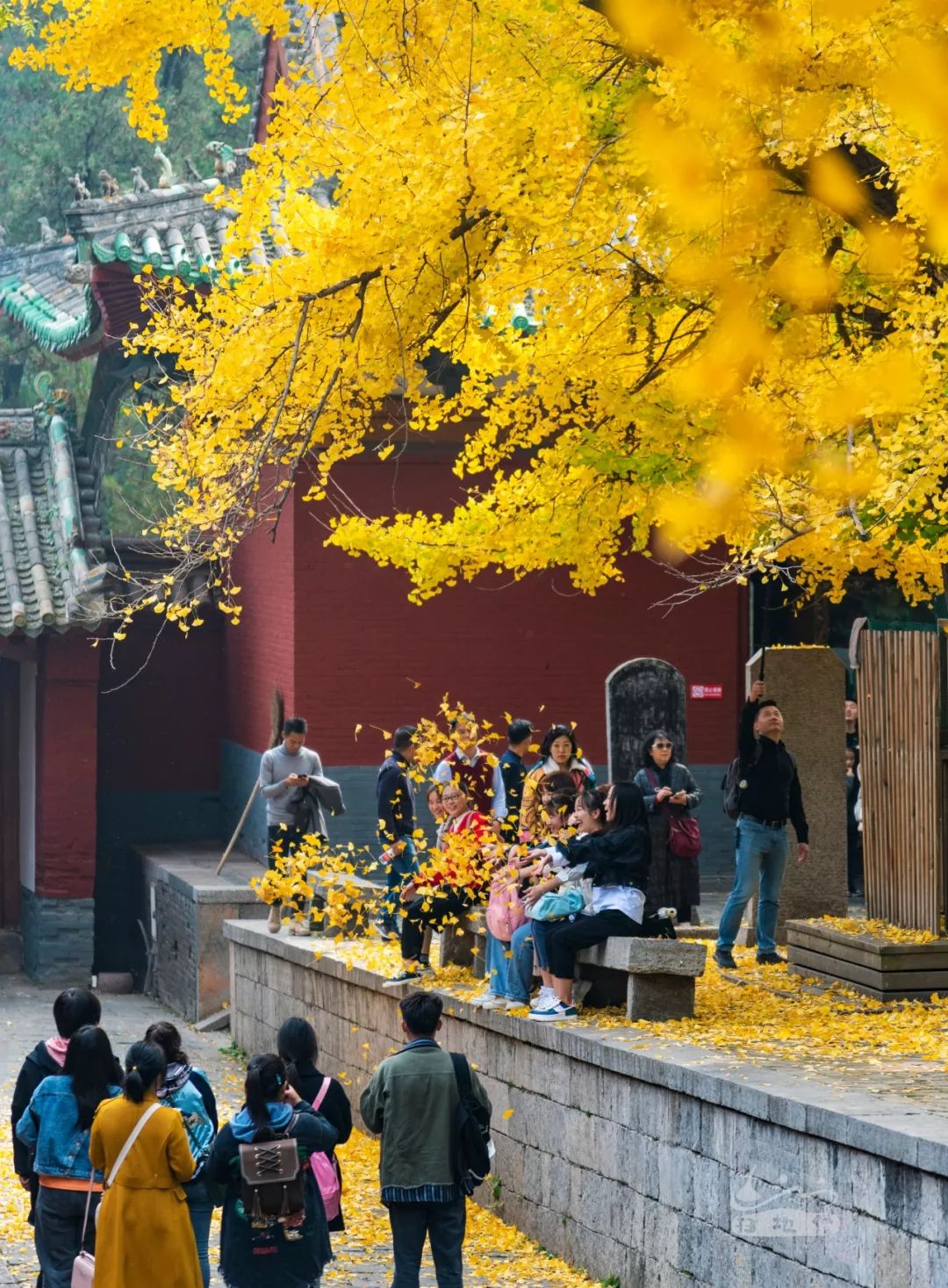 1500年的颜色是什么样，少林寺的银杏树会告诉你