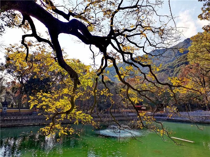 太美了！热播古装剧原来取景千年古刹天童禅寺