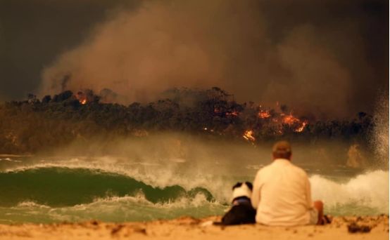 祈愿早日扑灭！5亿动物被烧、8000只考拉丧生……澳洲在失控的大火中悲鸣