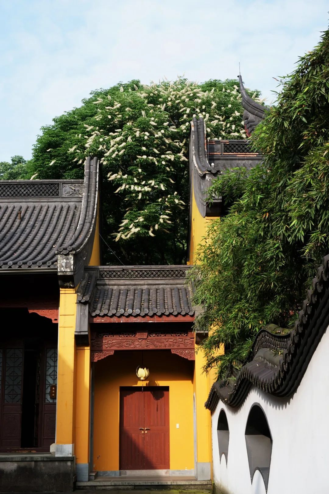 视觉灵隐 | 杭州灵隐寺 娑罗圣树花开正盛