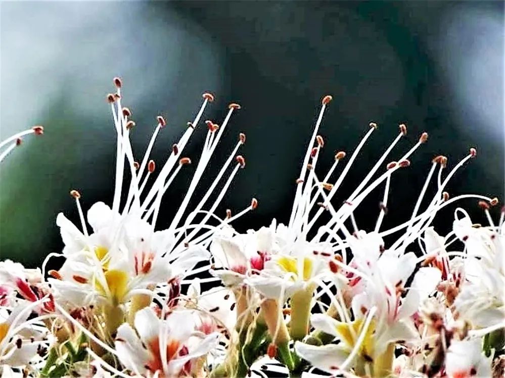 视觉灵隐 | 杭州灵隐寺 娑罗圣树花开正盛