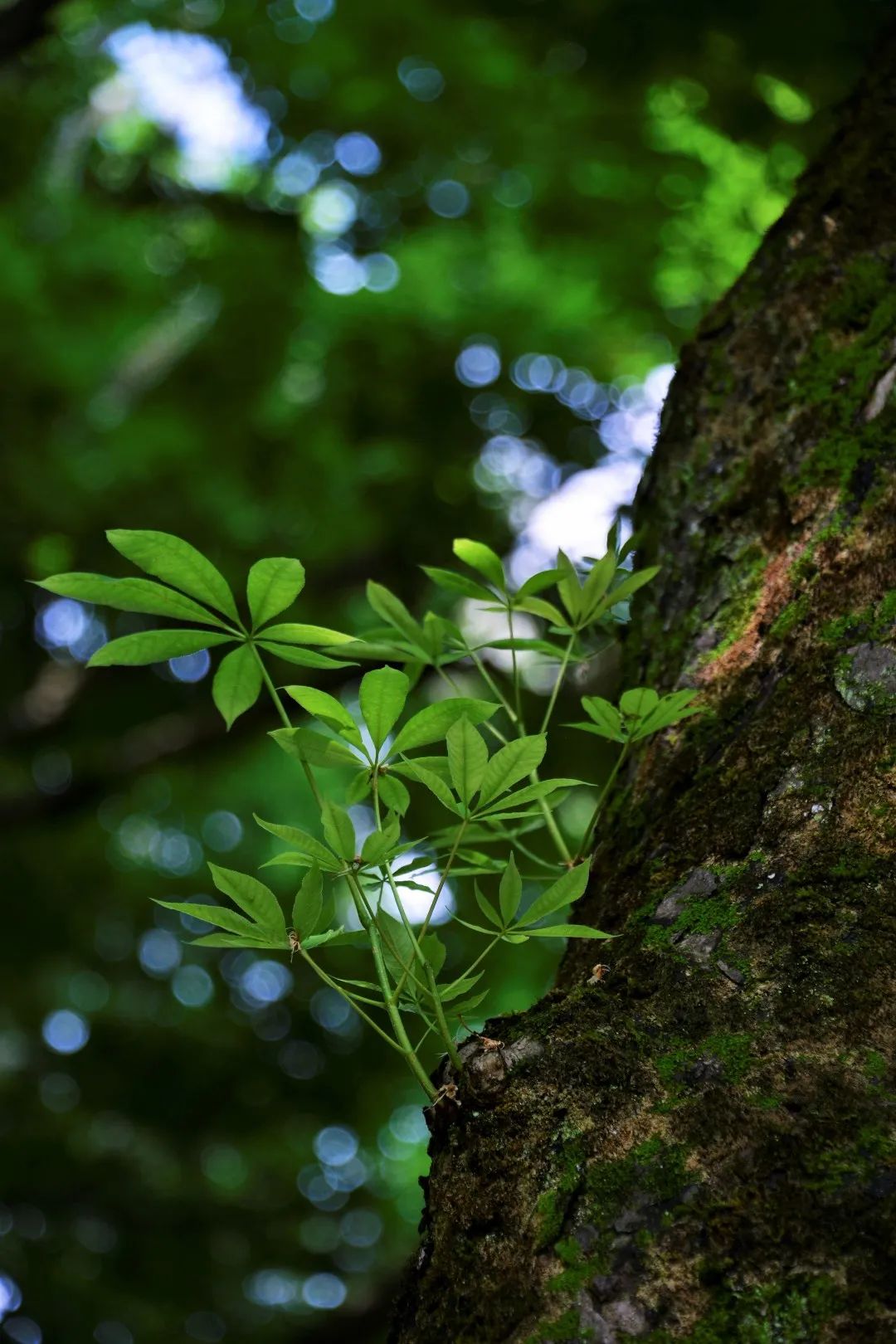 视觉灵隐 | 杭州灵隐寺 娑罗圣树花开正盛