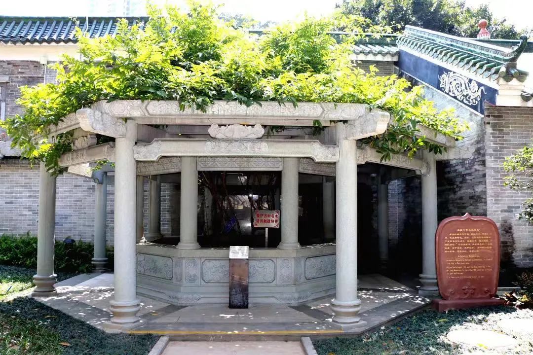 收藏起来！广州名寺里都有哪些“古树名木”？