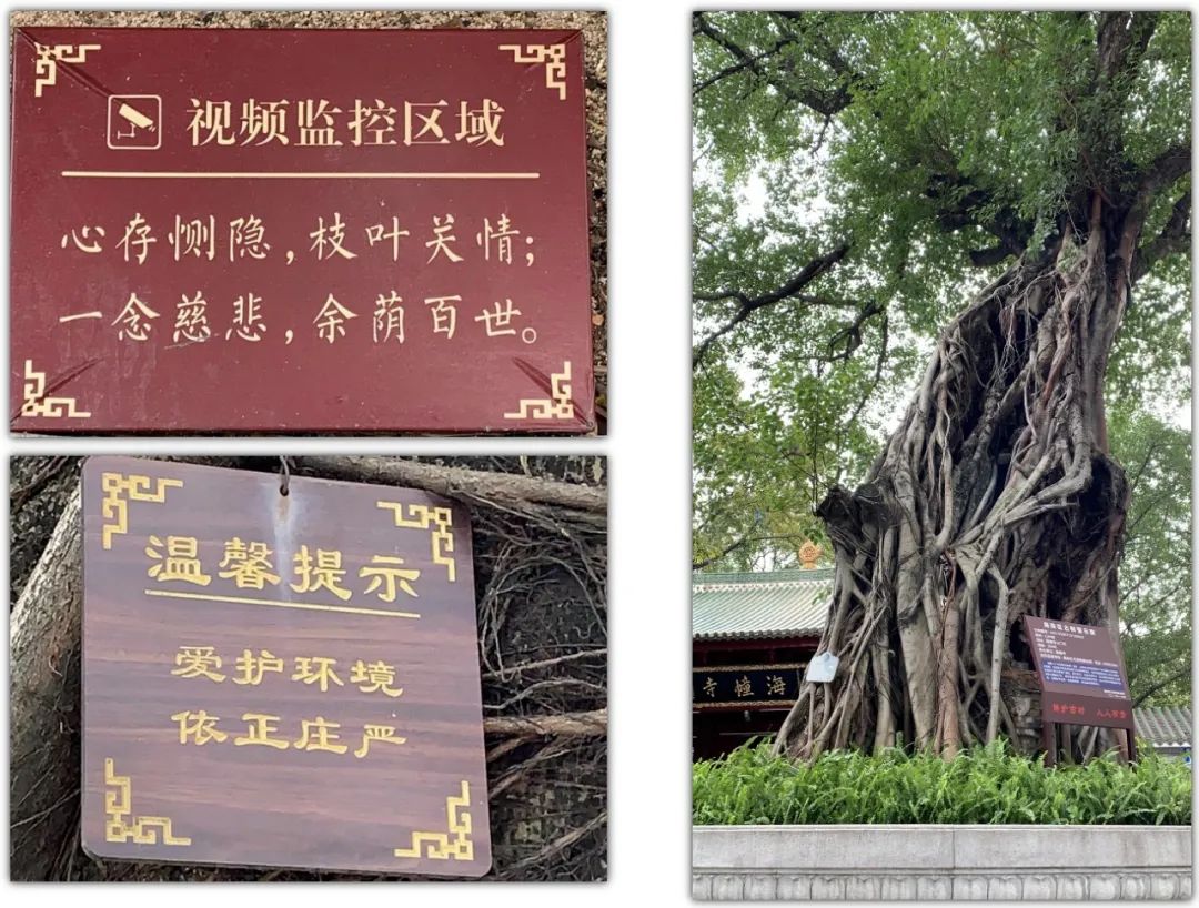 收藏起来！广州名寺里都有哪些“古树名木”？