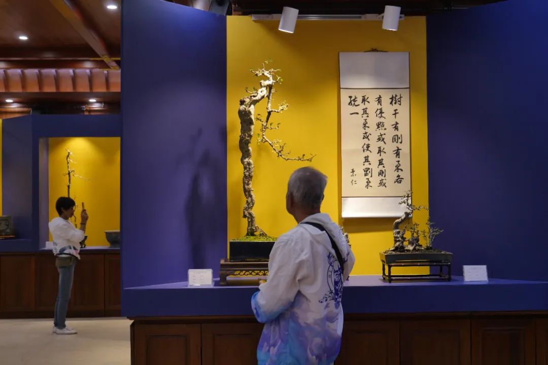 很特别！第二届岭南佛教文化节暨海幢寺素仁盆景展举行